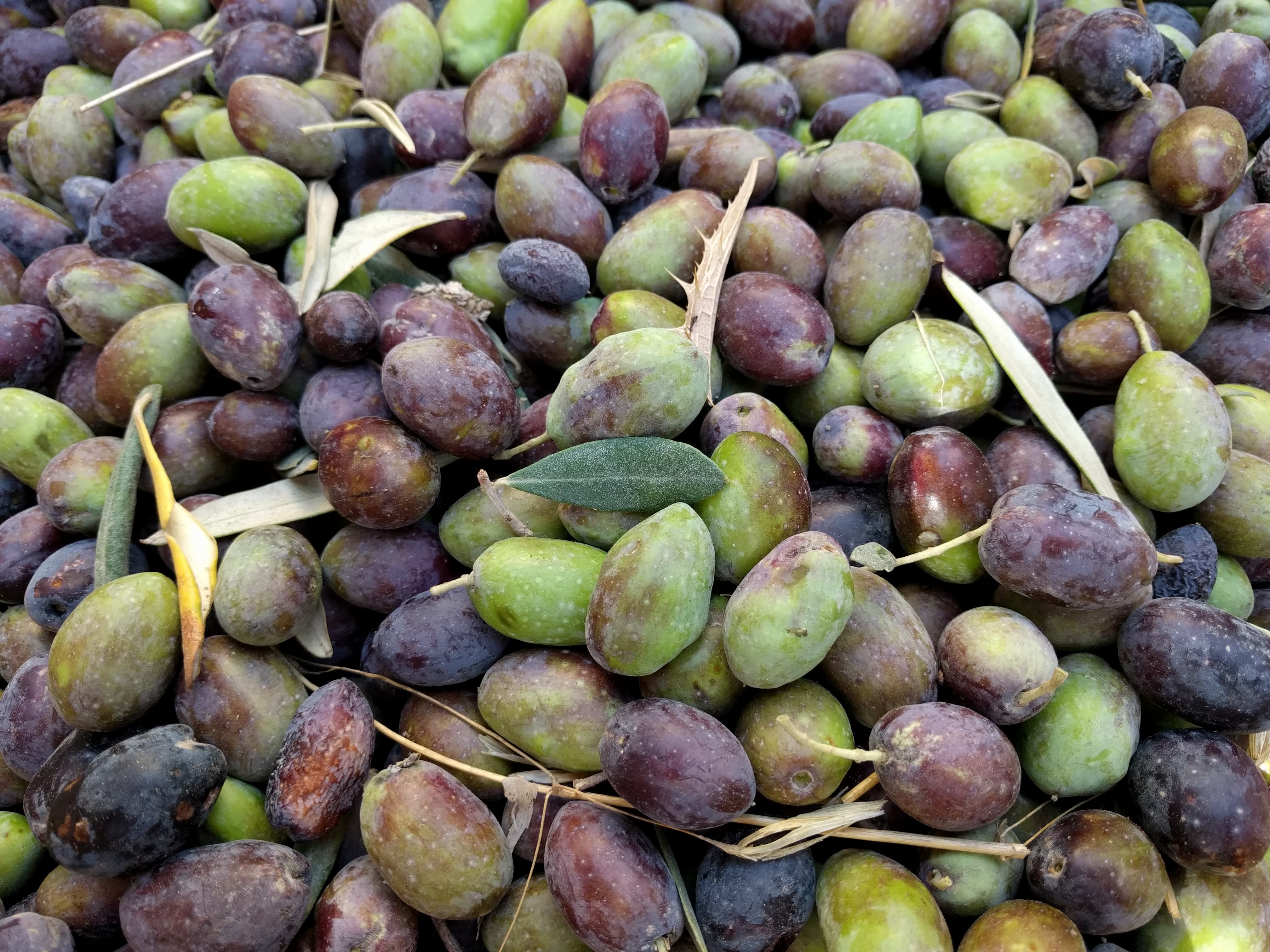 /alanorth/picturingjordan.com/media/commit/1a6ba79a31ca21c2155259ee73da5af257036b22/content/posts/harvesting-olives-ajloun/IMG_20161118_130025.jpg