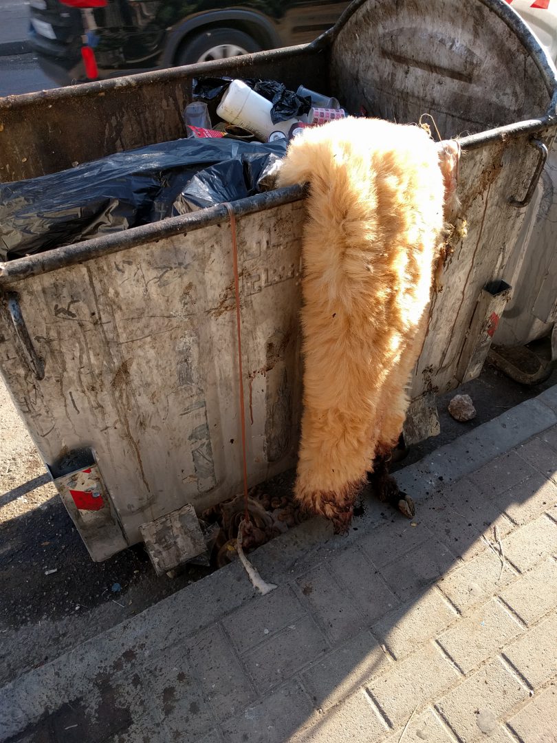 /alanorth/picturingjordan.com/media/commit/1a6ba79a31ca21c2155259ee73da5af257036b22/static/2016/09/sheep-dumpster-eid-al-adha.jpg