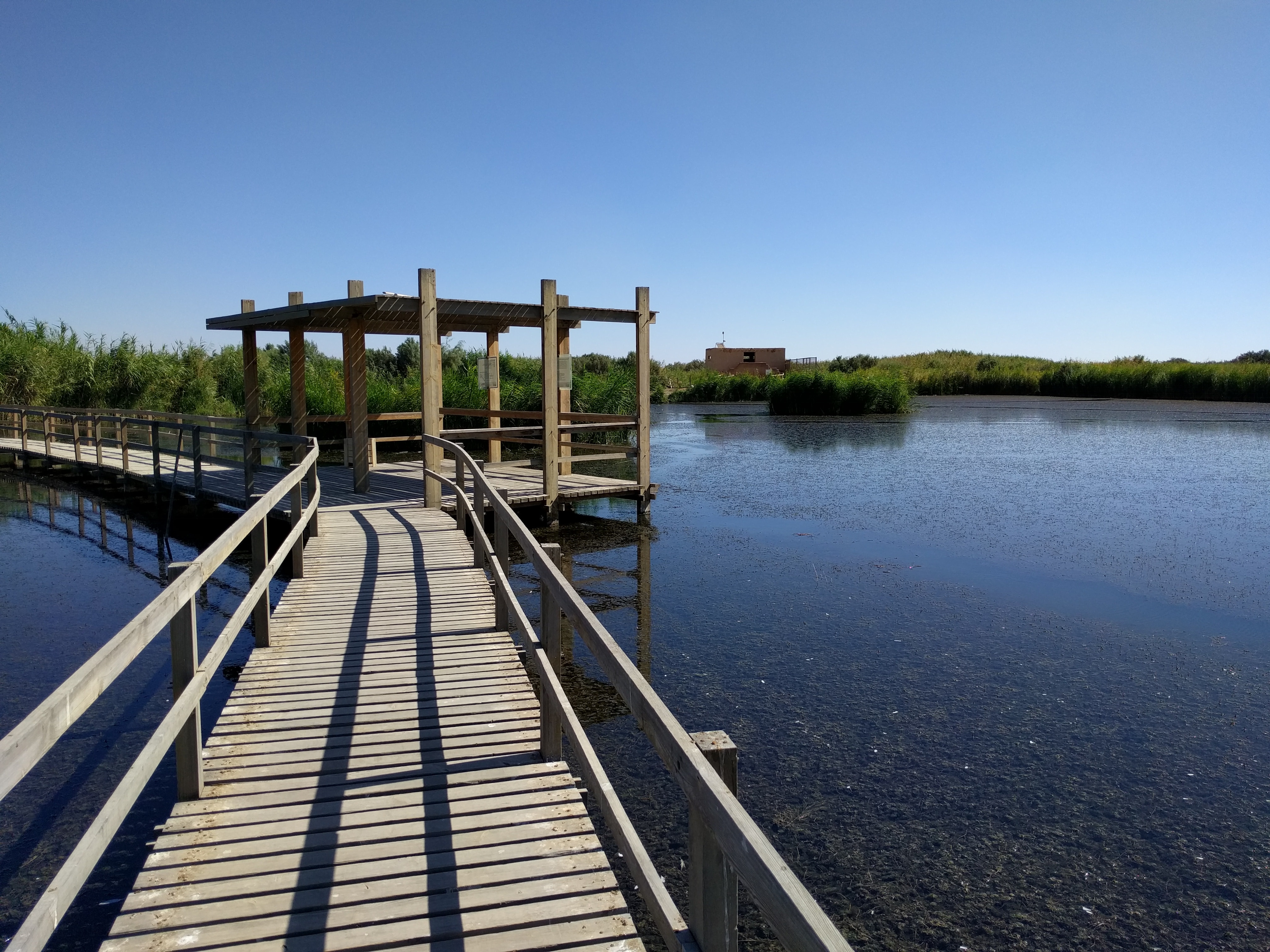 /alanorth/picturingjordan.com/media/commit/321db8e7f111d306d20d094ebed6975c3a46be69/public/2016/09/azraq-wetland-disappearing-oasis/IMG_20160924_101454.jpg