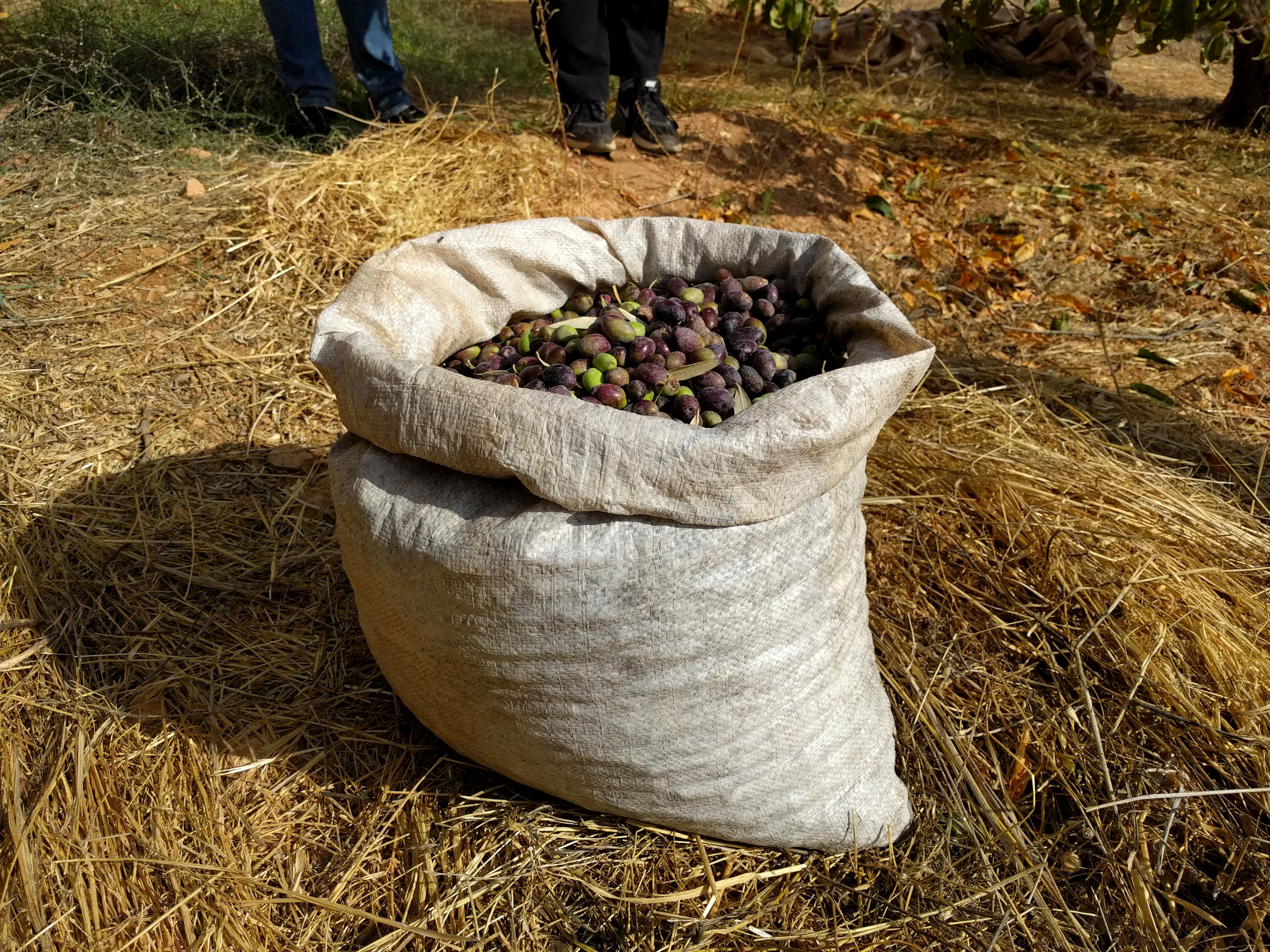 /alanorth/picturingjordan.com/media/commit/edef5a761ff097449d39ed9a59c26d3d49b6c2d0/content/posts/harvesting-olives-ajloun/IMG_20161118_130626.jpg