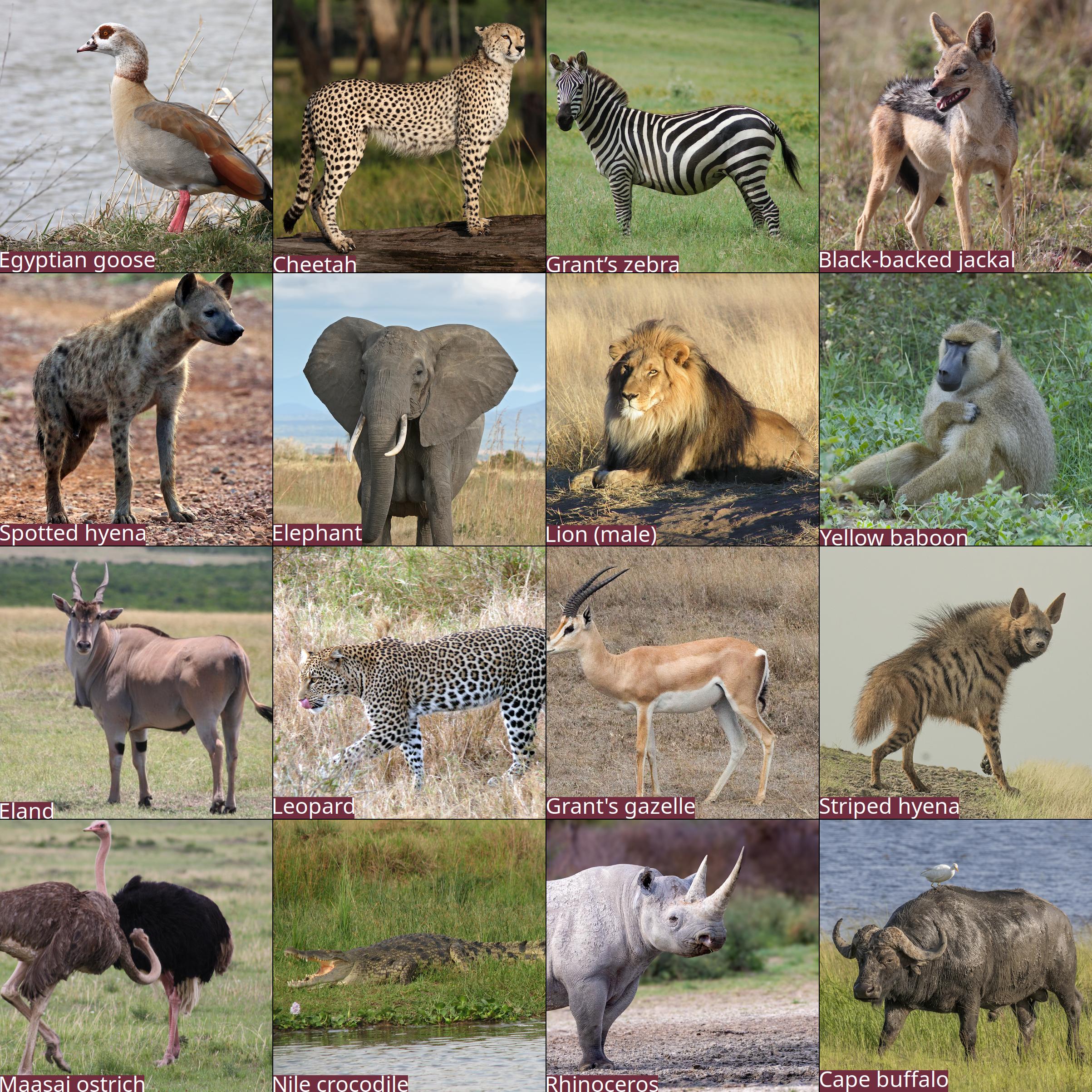 Example bingo card showing a 4x4 grid of Sub-Saharan African wildlife