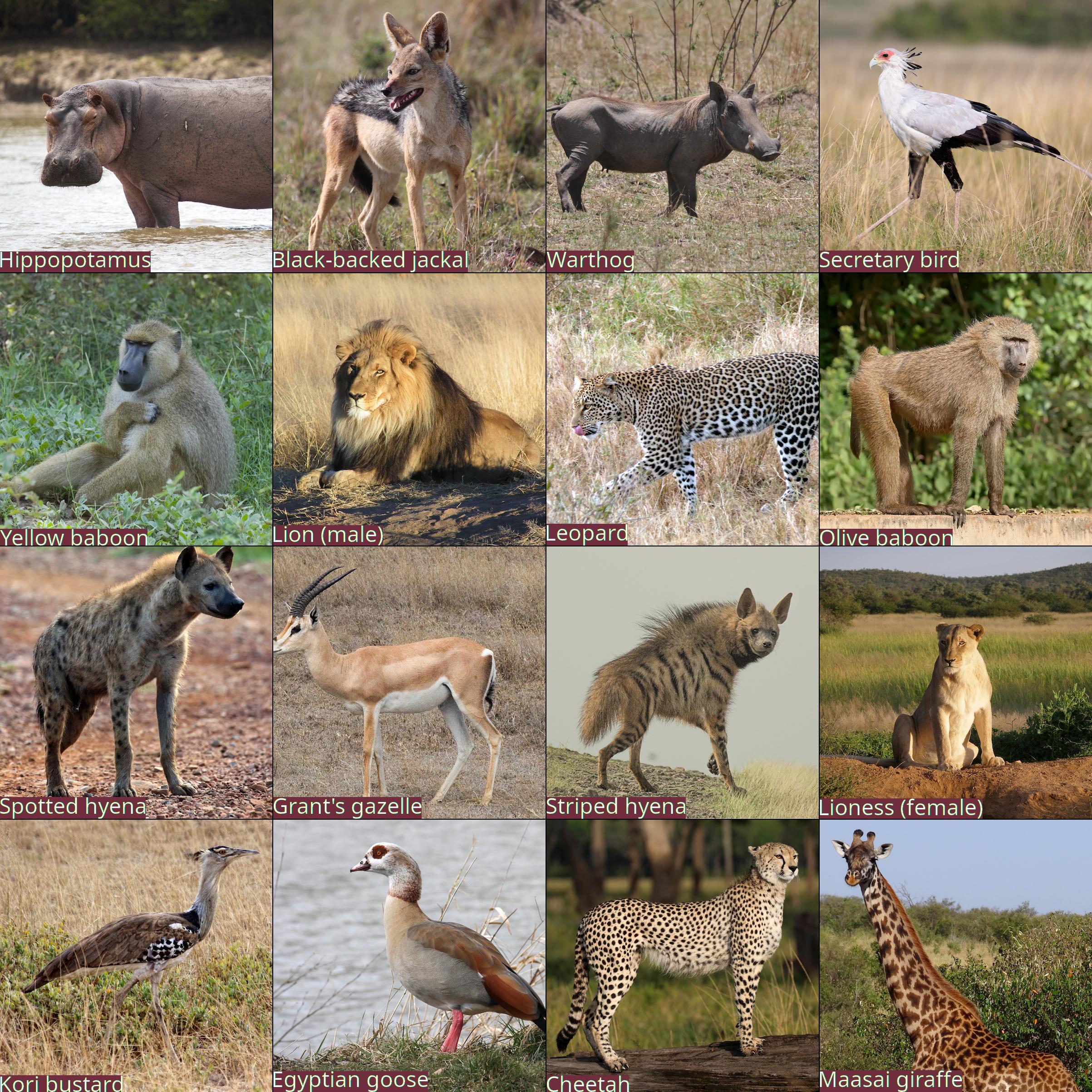 Example bingo card showing a 4x4 grid of Sub-Saharan African wildlife