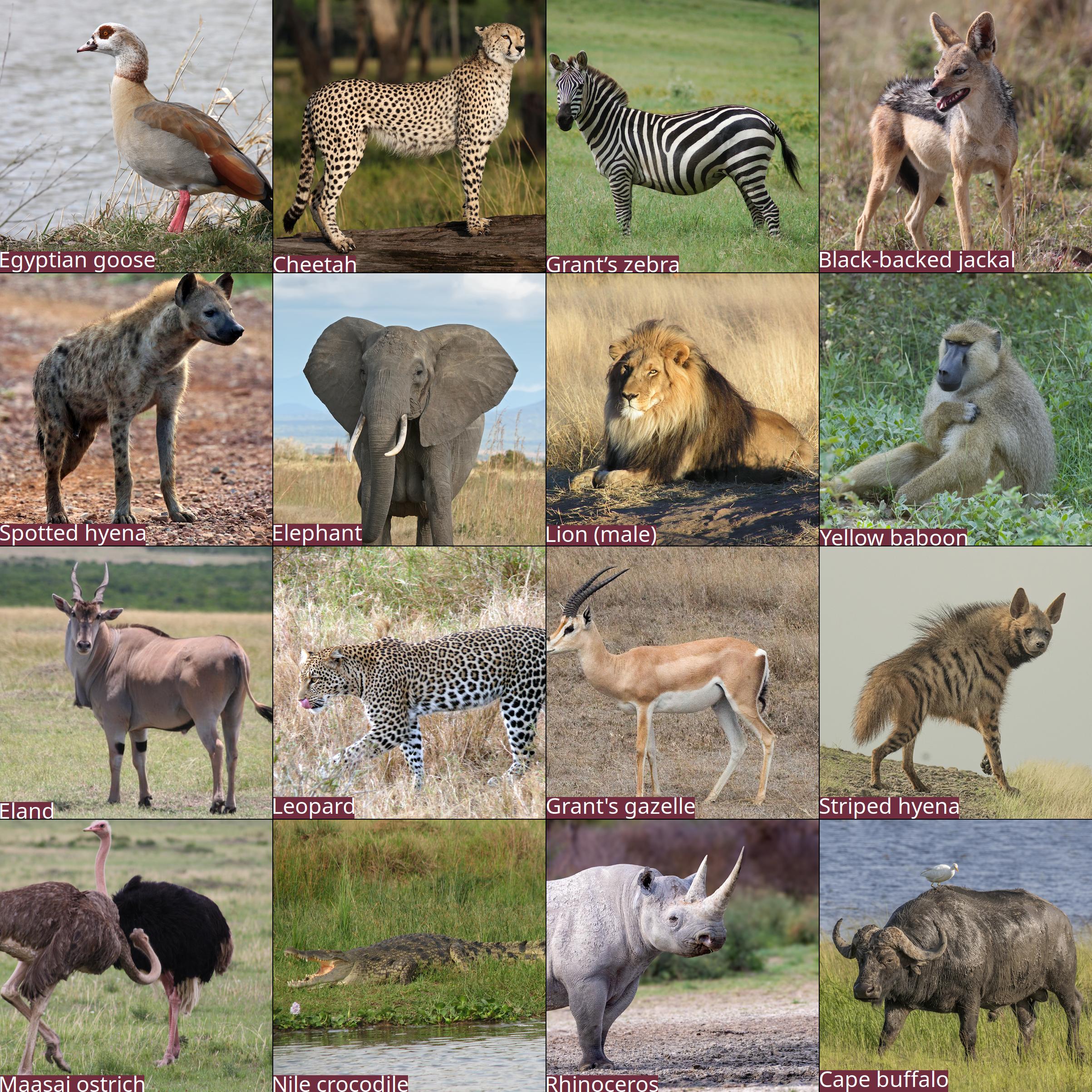 Example bingo card showing a 4x4 grid of Sub-Saharan African wildlife
